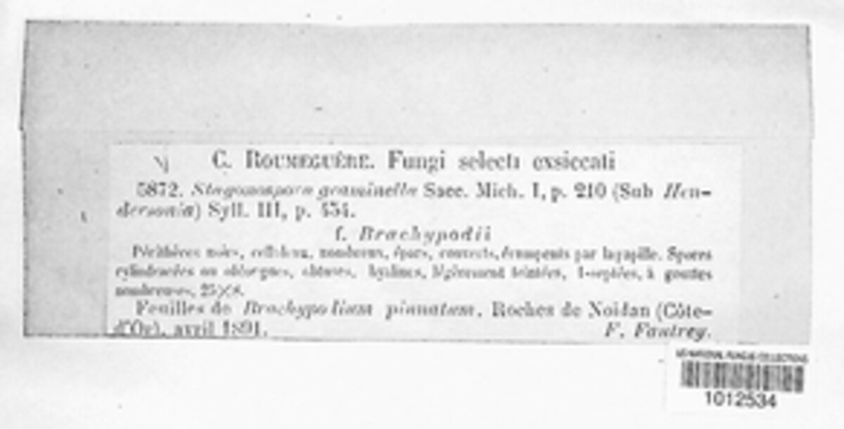 Stagonospora image